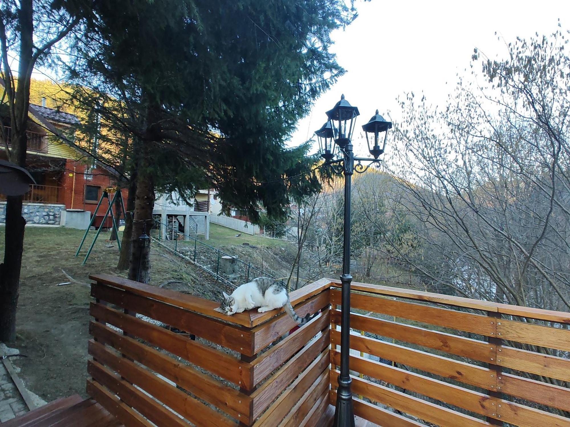 Villa Sezatoarea Lupilor Lepşa Zimmer foto